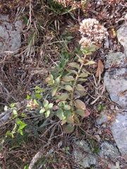 Crassula sarmentosa