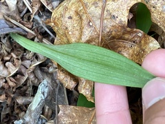 Platanthera blephariglottis