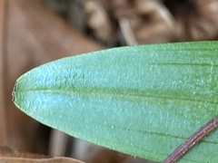 Platanthera blephariglottis