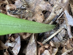 Platanthera blephariglottis