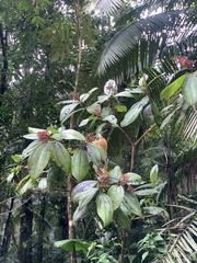 Miconia impetiolaris