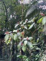 Miconia impetiolaris