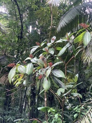 Miconia impetiolaris