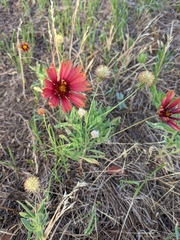 Gaillardia amblyodon