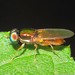 Microchrysa flaviventris - Photo (c) Vitaly Charny, algunos derechos reservados (CC BY-NC), subido por Vitaly Charny