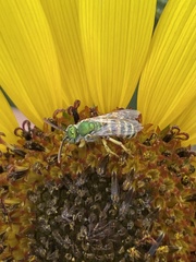 Agapostemon melliventris