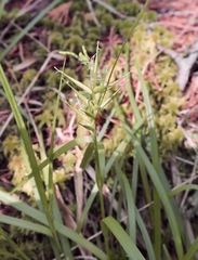 Carex collinsii