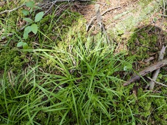 Carex collinsii