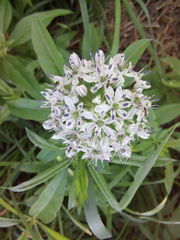 Allium decipiens
