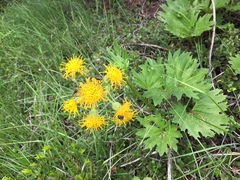 Cacaliopsis nardosmia