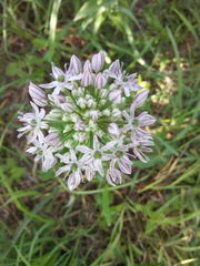 Allium decipiens