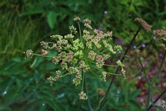 Laserpitium latifolium