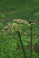 Laserpitium latifolium
