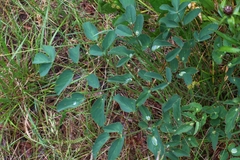 Laserpitium latifolium
