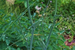 Laserpitium latifolium