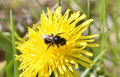 Cephalosmia