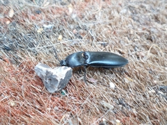 Melanactes densus