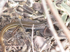 Ctenotus eutaenius
