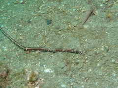 Tubulanus