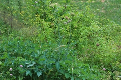 Laserpitium latifolium