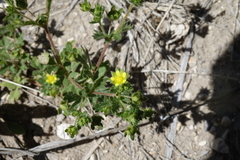 Potentilla rivalis
