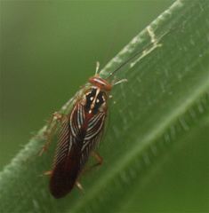 Euphyllodromia angustata