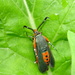 Squash Vine Borer Moth - Photo (c) Thomas Koffel, some rights reserved (CC BY), uploaded by Thomas Koffel