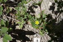 Potentilla rivalis