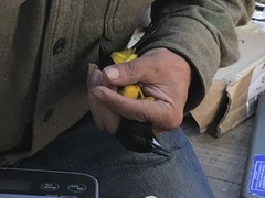Icterus graduacauda