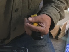 Icterus graduacauda