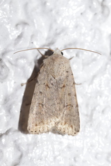 Caradrina clavipalpis