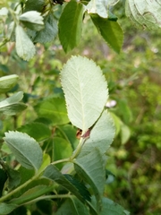 Rosa subcanina