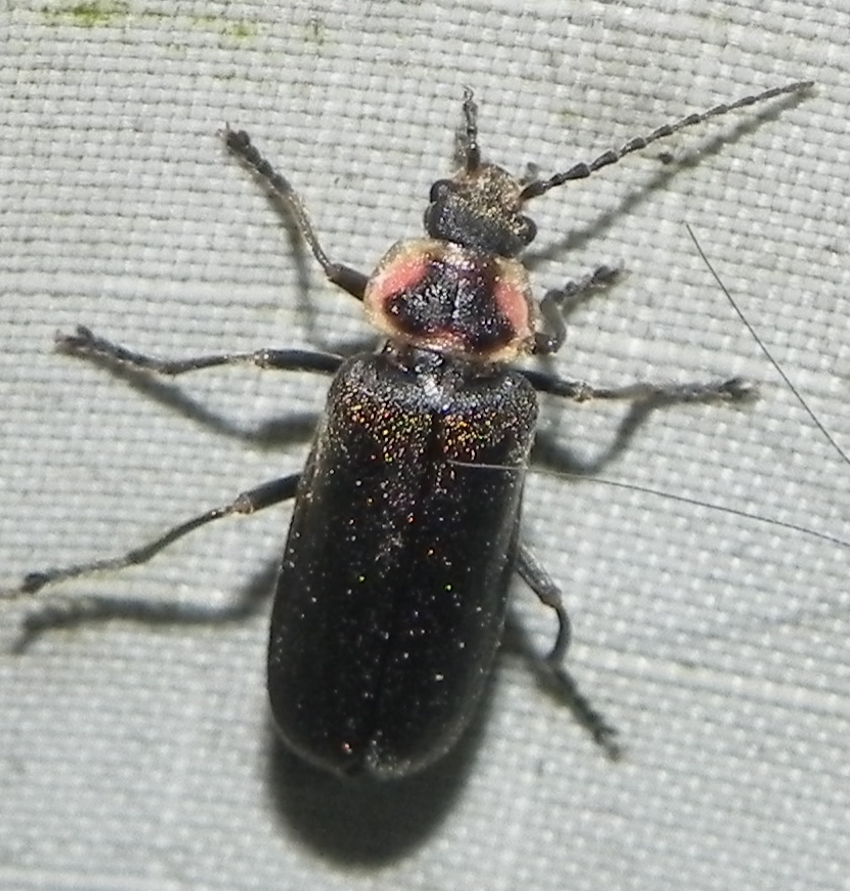 Atalantycha dentigera