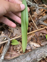 Platanthera blephariglottis