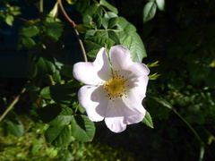 Rosa canina