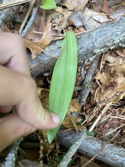 Platanthera blephariglottis