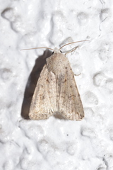 Caradrina clavipalpis