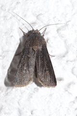 Agrotis segetum