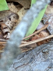 Platanthera blephariglottis