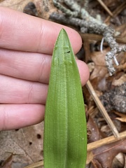 Platanthera blephariglottis