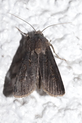Agrotis segetum