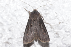Agrotis segetum