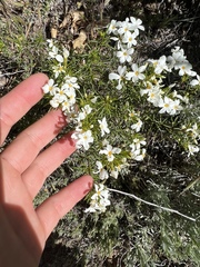 Leptosiphon floribundus
