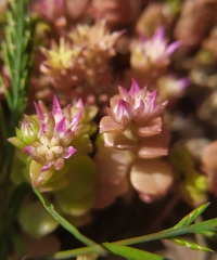 Phedimus stellatus