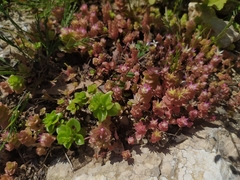 Phedimus stellatus