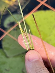 Eleocharis elongata
