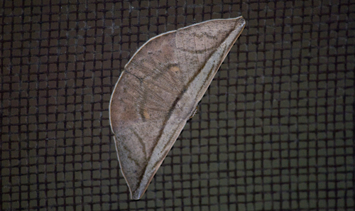 Polla carnipennis