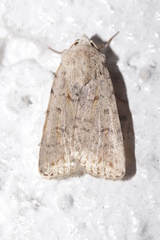 Caradrina clavipalpis