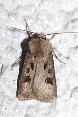 Agrotis exclamationis
