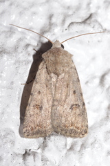 Caradrina clavipalpis